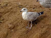 Goéland argenté Larus argentatus R:A7R