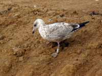 Goéland argenté Larus argentatus R:A7R