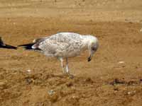 Goéland argenté Larus argentatus R:A7R