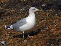 Goéland argenté Larus argentatus HS