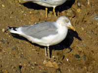 Goéland argenté Larus argentatus HS