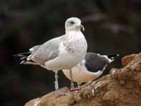 Goéland argenté Larus argentatus 2CM0