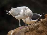 Goéland argenté Larus argentatus 2CM0