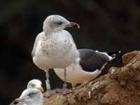 Goéland argenté Larus argentatus 2CM0