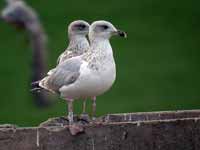 Goéland argenté Larus argentatus 2CM0