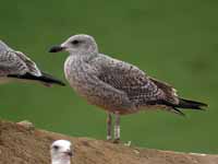 Goéland argenté Larus argentatus R:H0K