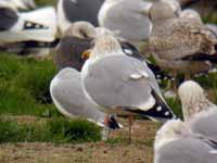 Goéland argenté Larus argentatus R:C8U