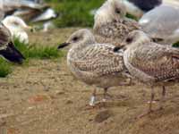 Goéland argenté Larus argentatus R:H2L