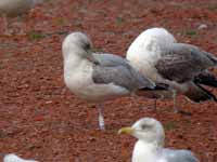 Goéland argenté Larus argentatus 1CL0