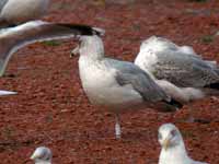 Goéland argenté Larus argentatus 1CL0