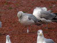 Goéland argenté Larus argentatus 1CL0