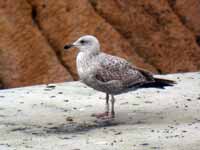 Goéland argenté Larus argentatus 7CP7