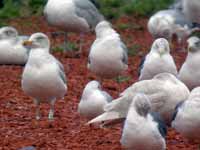 Goéland argenté Larus argentatus R:C4H