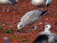 Goéland argenté Larus argentatus R:E6C