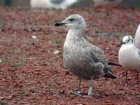 Goéland argenté Larus argentatus R:E6C