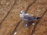 Goéland argenté Larus argentatus R:J3T