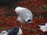 Goéland argenté Larus argentatus R:C6C