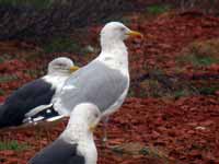 Goéland argenté Larus argentatus R:C6C