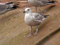 Goéland argenté Larus argentatus R:C0R