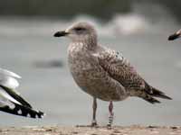 Goéland argenté Larus argentatus R:E8V