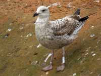 Goéland argenté Larus argentatus R:H7H