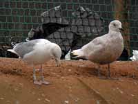 Goéland argenté Larus argentatus 3·VV5