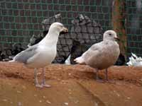 Goéland argenté Larus argentatus 3·VV5