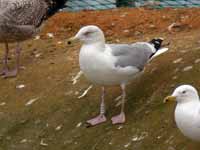 Goéland argenté Larus argentatus 3·VV5