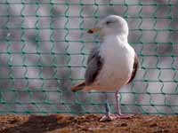 Goéland argenté Larus argentatus B258