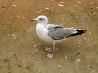 Goéland argenté Larus argentatus B470