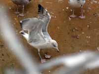 Goéland argenté Larus argentatus B470