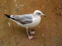 Goéland argenté Larus argentatus B470