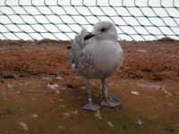 Goéland argenté Larus argentatus R:C0R