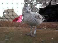 Goéland argenté Larus argentatus R:E4K