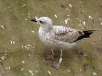 Goéland argenté Larus argentatus R:E4K