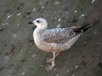 Goéland argenté Larus argentatus R:E8T