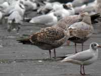 Goéland argenté Larus argentatus R:H0K