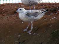 Goéland argenté Larus argentatus R:H3P