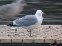 Goéland argenté Larus argentatus A3DL