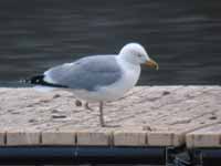 Goéland argenté Larus argentatus A3DL