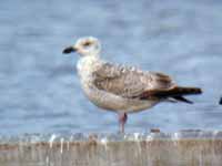 Goéland argenté Larus argentatus R:E8U