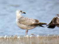 Goéland argenté Larus argentatus R:E8U