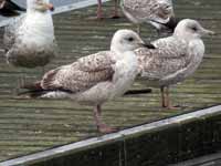 Goéland argenté Larus argentatus R:E8U