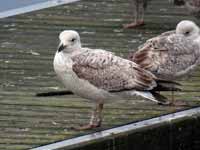 Goéland argenté Larus argentatus R:E8U