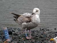 Goéland argenté Larus argentatus B35B