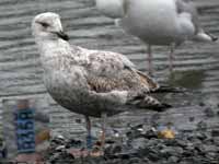 Goéland argenté Larus argentatus B35B