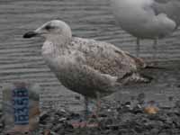 Goéland argenté Larus argentatus B35B