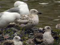 Goéland argenté Larus argentatus R:E4L