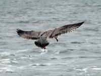 Goéland argenté Larus argentatus argenteus