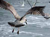 Goéland argenté Larus argentatus argenteus